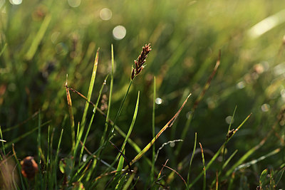 BUITEN BEELD Foto: 362050
