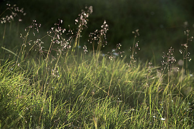 BUITEN BEELD Foto: 362053