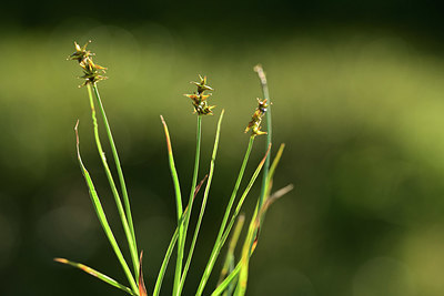 BUITEN BEELD Foto: 362059