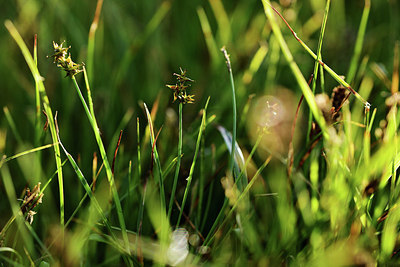 BUITEN BEELD Foto: 362060