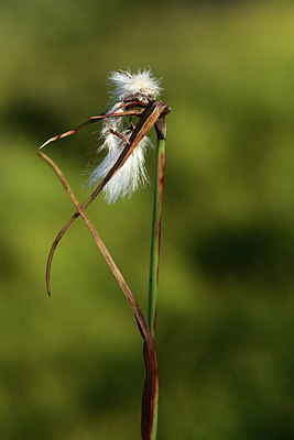BUITEN BEELD Foto: 362062