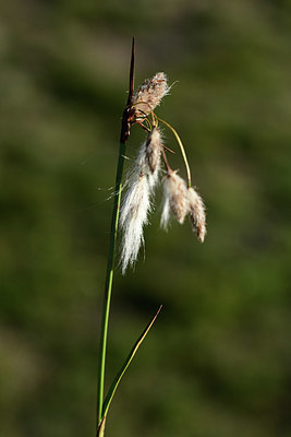 BUITEN BEELD Foto: 362063
