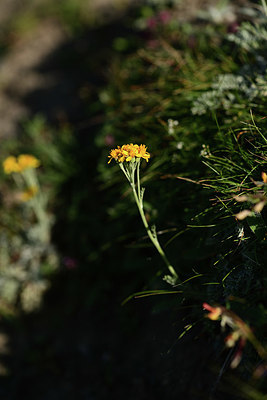 BUITEN BEELD Foto: 362068