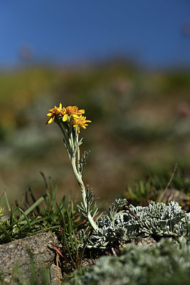 BUITEN BEELD Foto: 362073