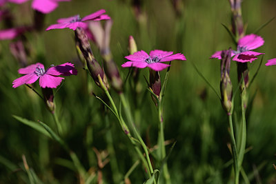 BUITEN BEELD Foto: 362077