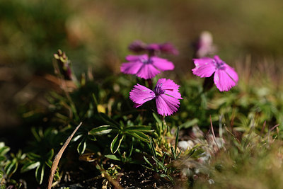 BUITEN BEELD Foto: 362082