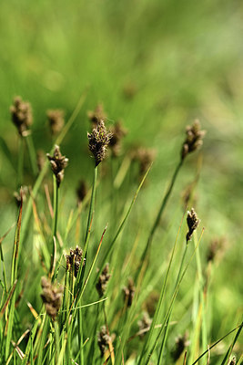 BUITEN BEELD Foto: 362084