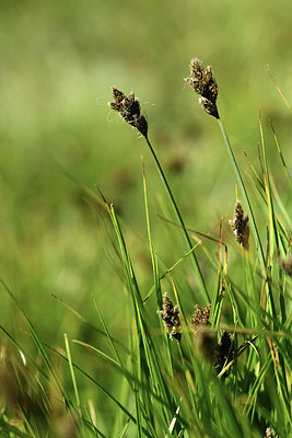 BUITEN BEELD Foto: 362086