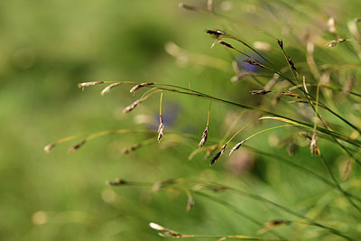 BUITEN BEELD Foto: 362088