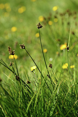 BUITEN BEELD Foto: 362089
