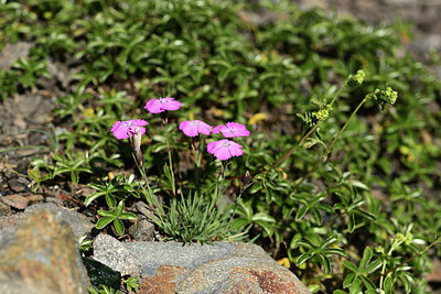 BUITEN BEELD Foto: 362095