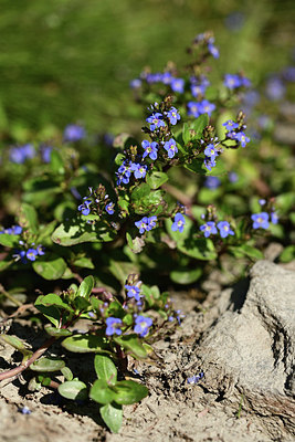 BUITEN BEELD Foto: 362097