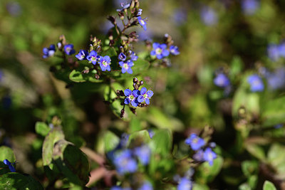 BUITEN BEELD Foto: 362099