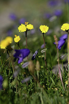 BUITEN BEELD Foto: 362105