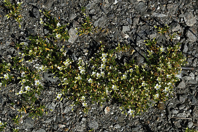 BUITEN BEELD Foto: 362109