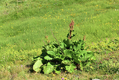 BUITEN BEELD Foto: 362112