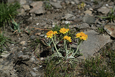 BUITEN BEELD Foto: 362116