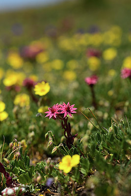 BUITEN BEELD Foto: 362121