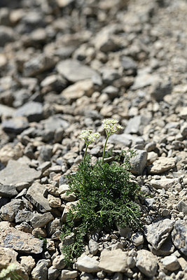 BUITEN BEELD Foto: 362130