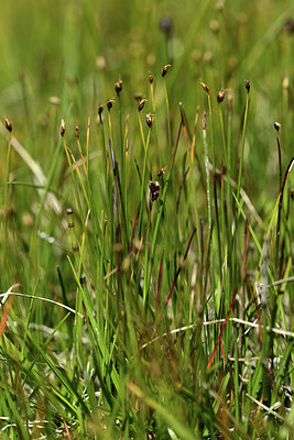 BUITEN BEELD Foto: 362137