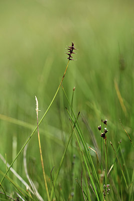 BUITEN BEELD Foto: 362141