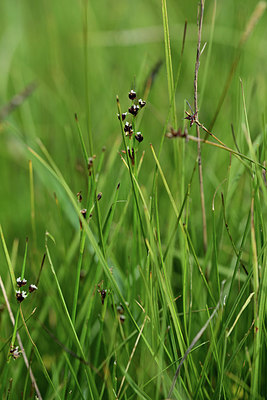 BUITEN BEELD Foto: 362142