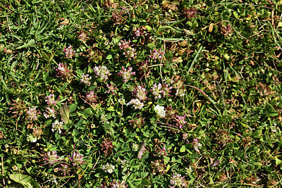 BUITEN BEELD Foto: 362146