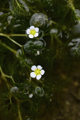 BUITEN BEELD Foto: 362162