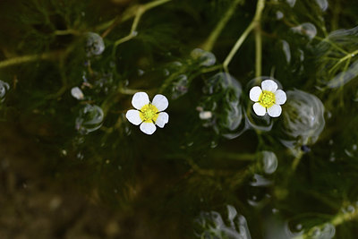 BUITEN BEELD Foto: 362163