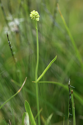 BUITEN BEELD Foto: 362174