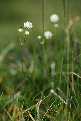 BUITEN BEELD Foto: 362175
