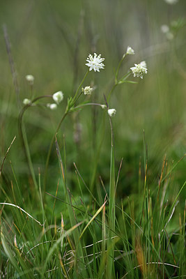 BUITEN BEELD Foto: 362176