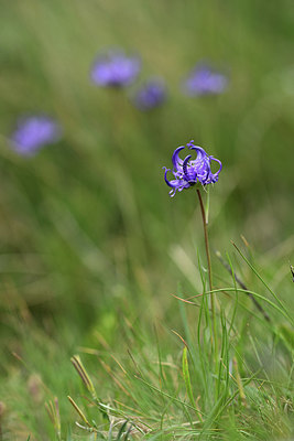 BUITEN BEELD Foto: 362181