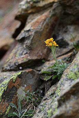 BUITEN BEELD Foto: 362182