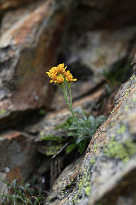 BUITEN BEELD Foto: 362183