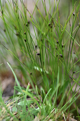 BUITEN BEELD Foto: 362185