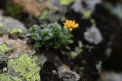 BUITEN BEELD Foto: 362187