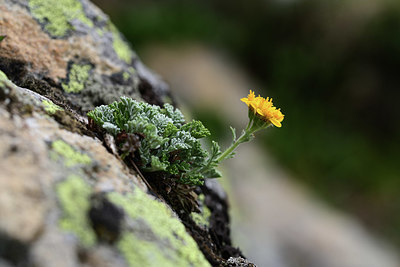 BUITEN BEELD Foto: 362190