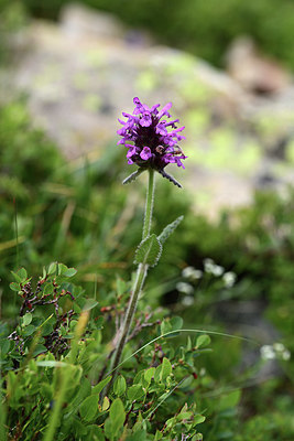 BUITEN BEELD Foto: 362194