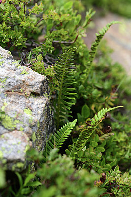 BUITEN BEELD Foto: 362196