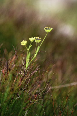 BUITEN BEELD Foto: 362201