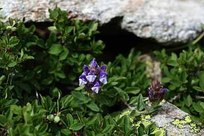 BUITEN BEELD Foto: 362204