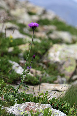 BUITEN BEELD Foto: 362205