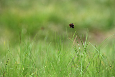 BUITEN BEELD Foto: 362209