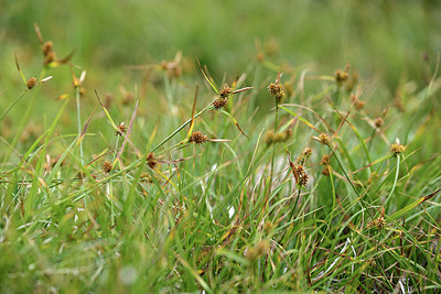 BUITEN BEELD Foto: 362227