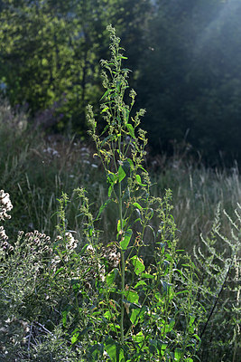 BUITEN BEELD Foto: 362228