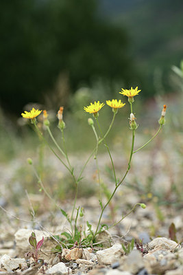 BUITEN BEELD Foto: 362244