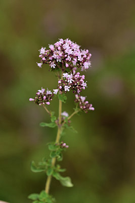 BUITEN BEELD Foto: 362263