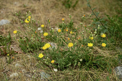 BUITEN BEELD Foto: 362267
