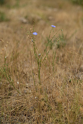 BUITEN BEELD Foto: 362269